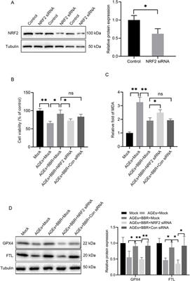 Berberine alleviates AGEs-induced ferroptosis by activating NRF2 in the skin of diabetic mice